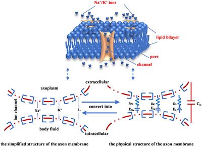 Memristive Hodgkin-Huxley Spiking Neuron Model for Reproducing Neuron Behaviors